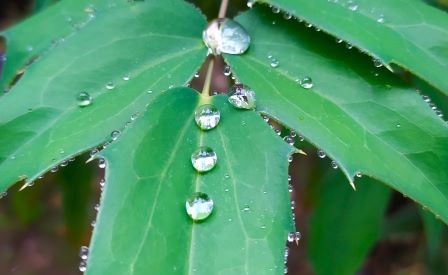 Un mondo di gocce e bolle - Alla scoperta di schiume, emulsioni e passeggiate sull'acqua