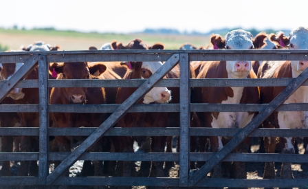 Considera gli animali - Come difenderne diritti e dignità