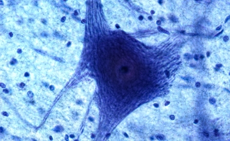 Gli intrecci invisibili tra scienza e salute - Dal microscopio di Galileo ai misteri del DNA e dei neuroni