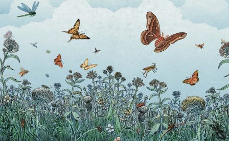 Insectopolis - Una storia naturale