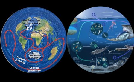 L'oceano fa funzionare il mondo - Alla scoperta degli ecosistemi marini