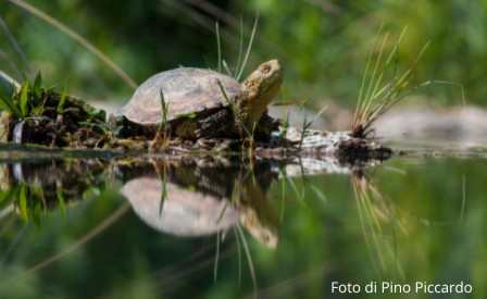Operazione testuggine - Il mondo di Emys orbicularis