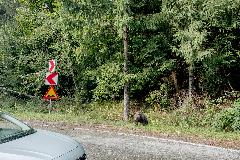 Marina Caneve, Serenella IovinoPresenze animali, Tracce, rotte e paesaggi comuni tra umani e non-umani