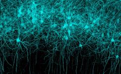 Le sorprese del genoma umano - Dalla ricerca di base alle terapie innovative